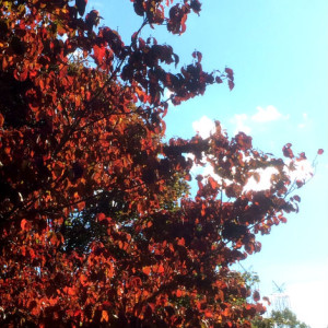 red fall leaves