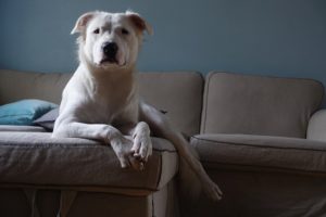 dog on couch